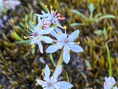 Wurmbea biglandulosa subsp. biglandulosa (Glandular Early Nancy) at Girraween, QLD - 7 Sep 2024 by Tapirlord