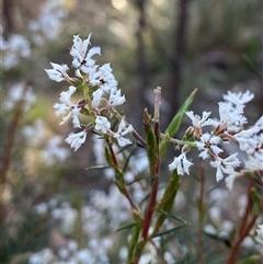 Acrothamnus melaleucoides at Girraween, QLD - 7 Sep 2024 by Tapirlord