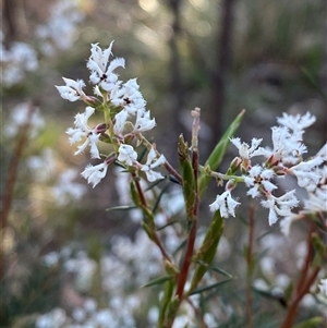 Acrothamnus melaleucoides at Girraween, QLD - 7 Sep 2024