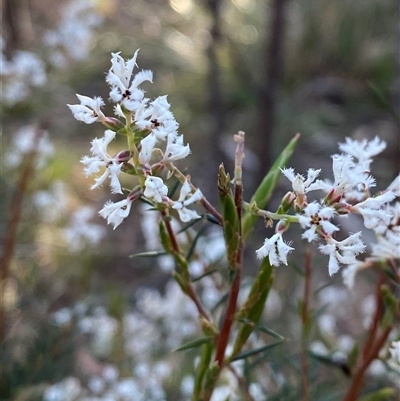 Acrothamnus melaleucoides at Girraween, QLD - 7 Sep 2024 by Tapirlord