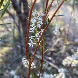 Acrothamnus melaleucoides at Girraween, QLD - 7 Sep 2024