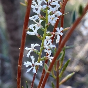 Acrothamnus melaleucoides at Girraween, QLD - 7 Sep 2024