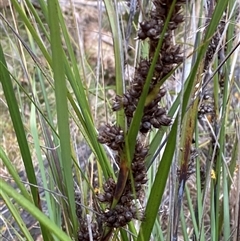 Gahnia aspera (Red-berried Saw-sedge) at Girraween, QLD - 7 Sep 2024 by Tapirlord