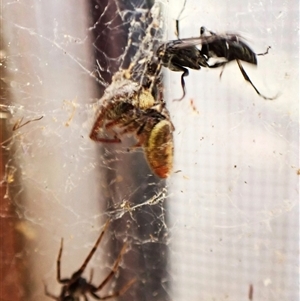 Pompilidae (family) (Unidentified Spider wasp) at Cook, ACT by CathB