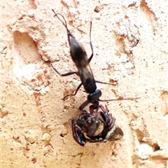 Pompilidae (family) at Cook, ACT - suppressed