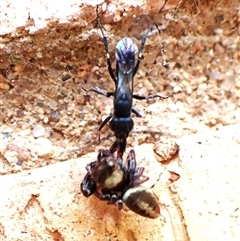 Pompilidae (family) at Cook, ACT - suppressed