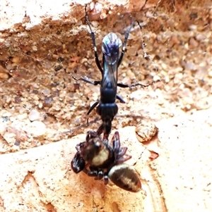 Pompilidae (family) at Cook, ACT - 16 Nov 2024