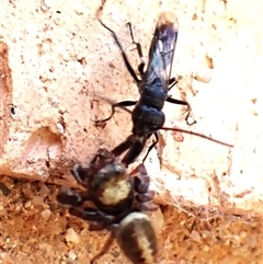 Pompilidae (family) at Cook, ACT - 16 Nov 2024