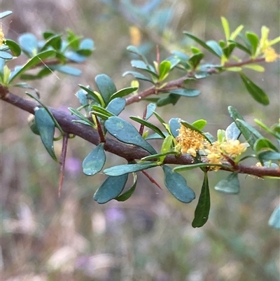 Bursaria spinosa subsp. spinosa (Blackthorn, Boxthorn) at Girraween, QLD - 7 Sep 2024 by Tapirlord