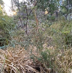 Bursaria spinosa subsp. spinosa at Girraween, QLD - 7 Sep 2024 04:47 PM