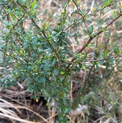 Bursaria spinosa subsp. spinosa at Girraween, QLD - 7 Sep 2024 04:47 PM