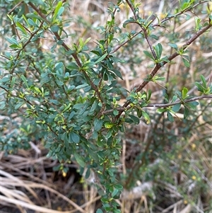 Bursaria spinosa subsp. spinosa at Girraween, QLD - 7 Sep 2024 04:47 PM