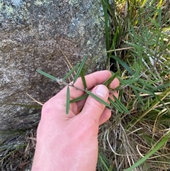 Hovea graniticola at Girraween, QLD - 7 Sep 2024 04:46 PM