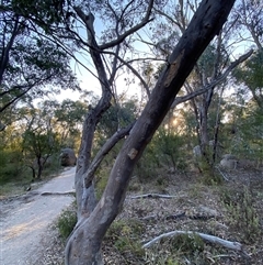 Eucalyptus prava (Orange Gum) at Girraween, QLD - 7 Sep 2024 by Tapirlord