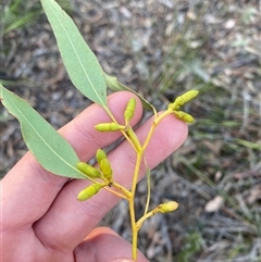 Eucalyptus prava at Girraween, QLD - 7 Sep 2024 04:41 PM