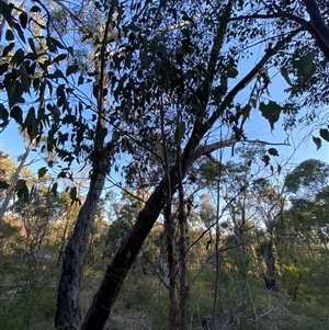 Eucalyptus prava at Girraween, QLD - 7 Sep 2024 04:41 PM