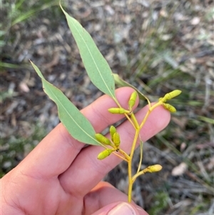 Eucalyptus prava at Girraween, QLD - 7 Sep 2024 04:41 PM