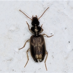 Unidentified Carab beetle (Carabidae) at Melba, ACT - 12 Dec 2024 by kasiaaus