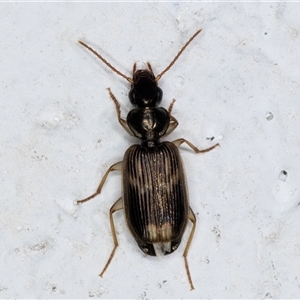 Anomotarus (genus) (Ground beetle) at Melba, ACT by kasiaaus