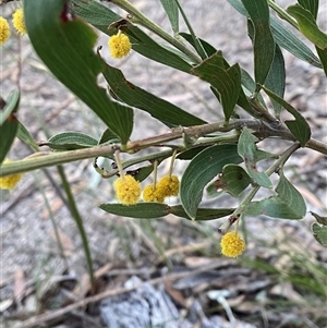 Acacia venulosa at Girraween, QLD by Tapirlord