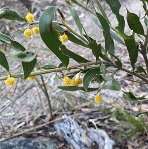 Acacia venulosa at Girraween, QLD - 7 Sep 2024 04:40 PM