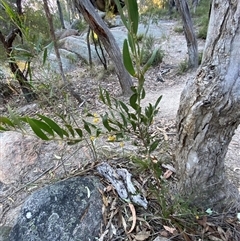 Acacia venulosa at Girraween, QLD - 7 Sep 2024 04:40 PM