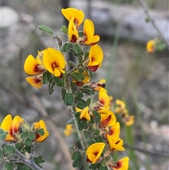 Pultenaea hartmannii (Stanthorpe Bush-Pea) at Girraween, QLD - 7 Sep 2024 by Tapirlord