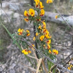 Pultenaea hartmannii at Girraween, QLD - 7 Sep 2024 04:36 PM