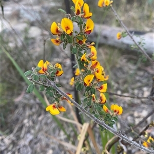 Pultenaea hartmannii at Girraween, QLD - 7 Sep 2024 04:36 PM