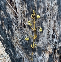 Erythrorchis cassythoides (Climbing Orchid) at Girraween, QLD - 7 Sep 2024 by Tapirlord