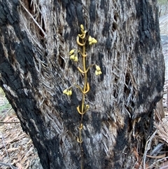 Erythrorchis cassythoides at Girraween, QLD - suppressed