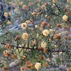 Acacia ulicifolia (Prickly Moses) at Girraween, QLD - 7 Sep 2024 by Tapirlord