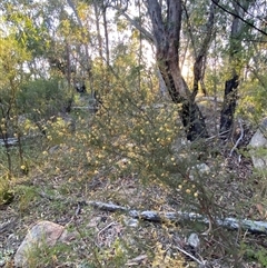 Acacia ulicifolia at Girraween, QLD - 7 Sep 2024