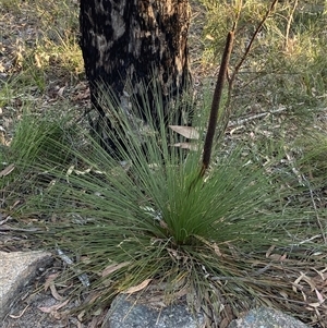 Xanthorrhoea acaulis at Girraween, QLD by Tapirlord