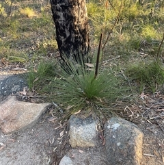 Xanthorrhoea acaulis at Girraween, QLD - 7 Sep 2024 04:33 PM