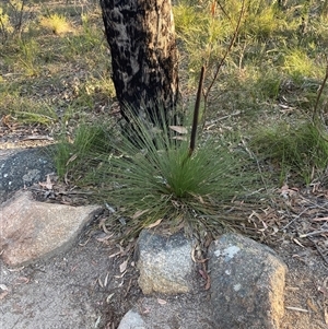 Xanthorrhoea acaulis at Girraween, QLD - 7 Sep 2024 04:33 PM