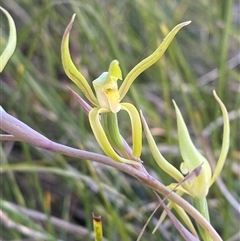 Lyperanthus suaveolens (Brown Beaks) at Girraween, QLD - 7 Sep 2024 by Tapirlord