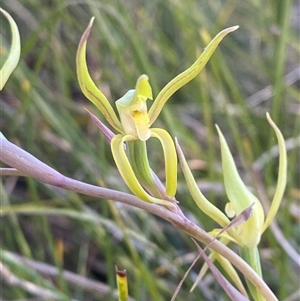 Lyperanthus suaveolens at Girraween, QLD - suppressed