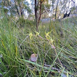 Lyperanthus suaveolens at Girraween, QLD - suppressed