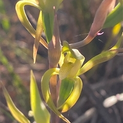 Lyperanthus suaveolens at Girraween, QLD - suppressed