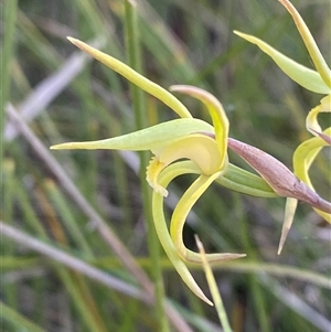 Lyperanthus suaveolens at Girraween, QLD - suppressed