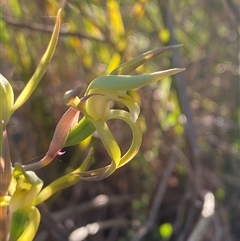 Lyperanthus suaveolens at Girraween, QLD - suppressed