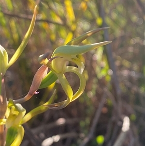 Lyperanthus suaveolens at Girraween, QLD - 7 Sep 2024