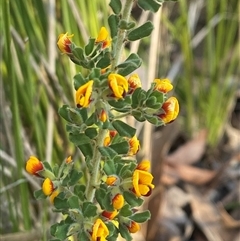 Pultenaea hartmannii (Stanthorpe Bush-Pea) at Girraween, QLD - 7 Sep 2024 by Tapirlord