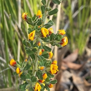 Pultenaea hartmannii at Girraween, QLD - 7 Sep 2024 04:30 PM