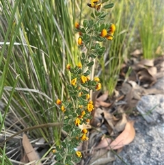 Pultenaea hartmannii at Girraween, QLD - 7 Sep 2024