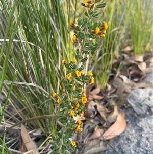 Pultenaea hartmannii at Girraween, QLD - 7 Sep 2024 04:30 PM