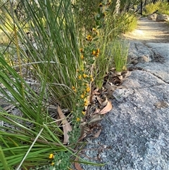 Pultenaea hartmannii at Girraween, QLD - 7 Sep 2024 04:30 PM