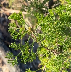 Petrophile canescens (Conesticks) at Girraween, QLD - 7 Sep 2024 by Tapirlord