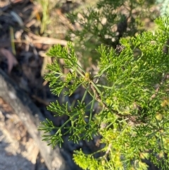 Petrophile canescens at Girraween, QLD - 7 Sep 2024 04:29 PM